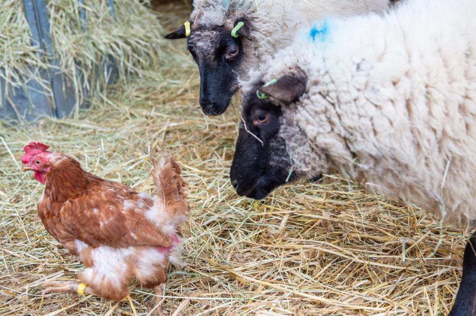  The sheep appear to be making new friends at the animal rescue