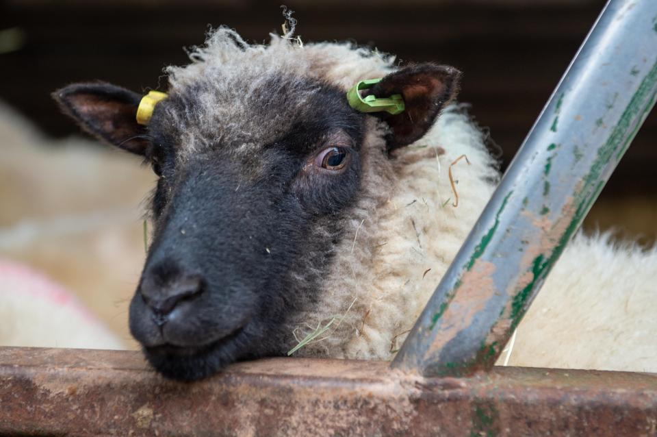  This sheep's baa-d luck is over