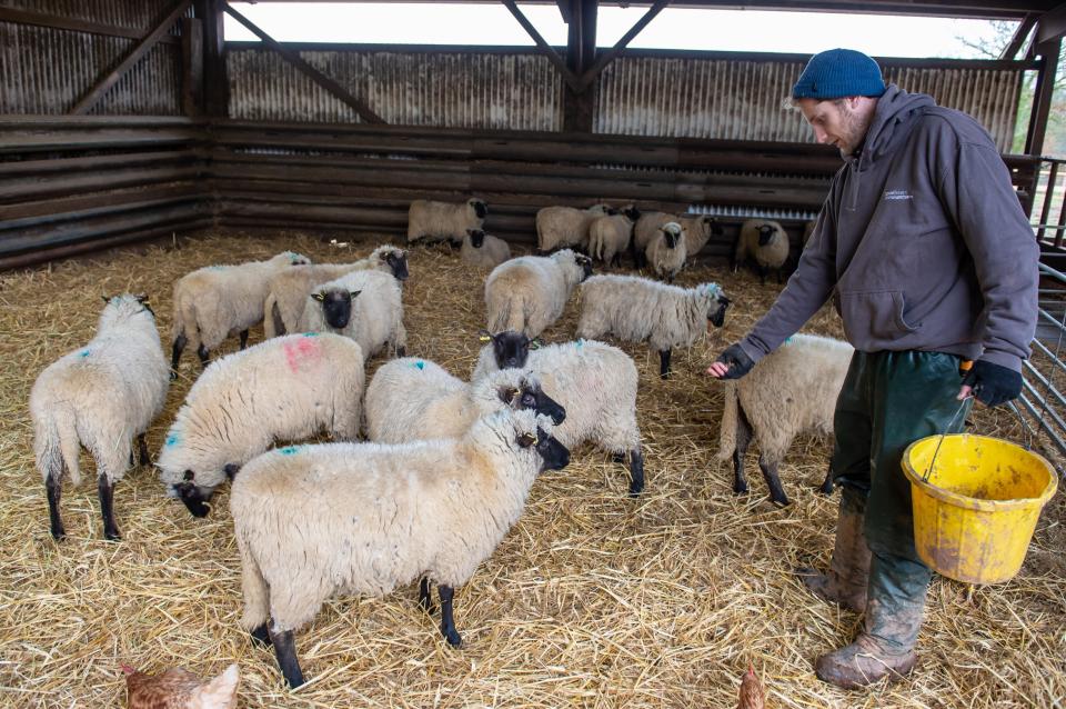  The male lambs are getting treats instead of being turned into meat