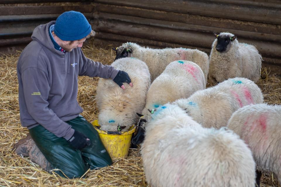  The farmer drove his flock of male lambs to Goodheart Animal Sanctuaries, near Kidderminster, Worcs, instead