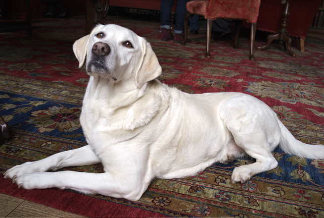 Isis the beloved Downton Abbey Labrador was killed off in series five