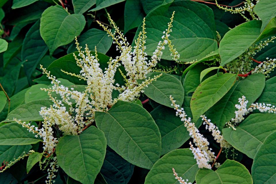  The unseasonably warm weather is predicted to boost the growth of invasive Japanese knotweed