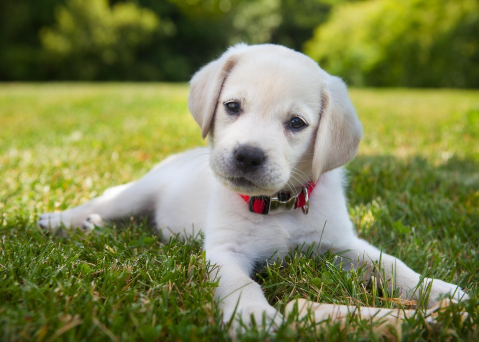 It could soon be made illegal to eat dogs in Britain under a groundbreaking Brexit bill