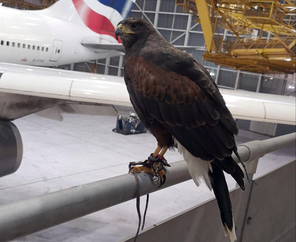  Hawk Milo has been kidnapped by a gang in a dramatic smash and grab raid