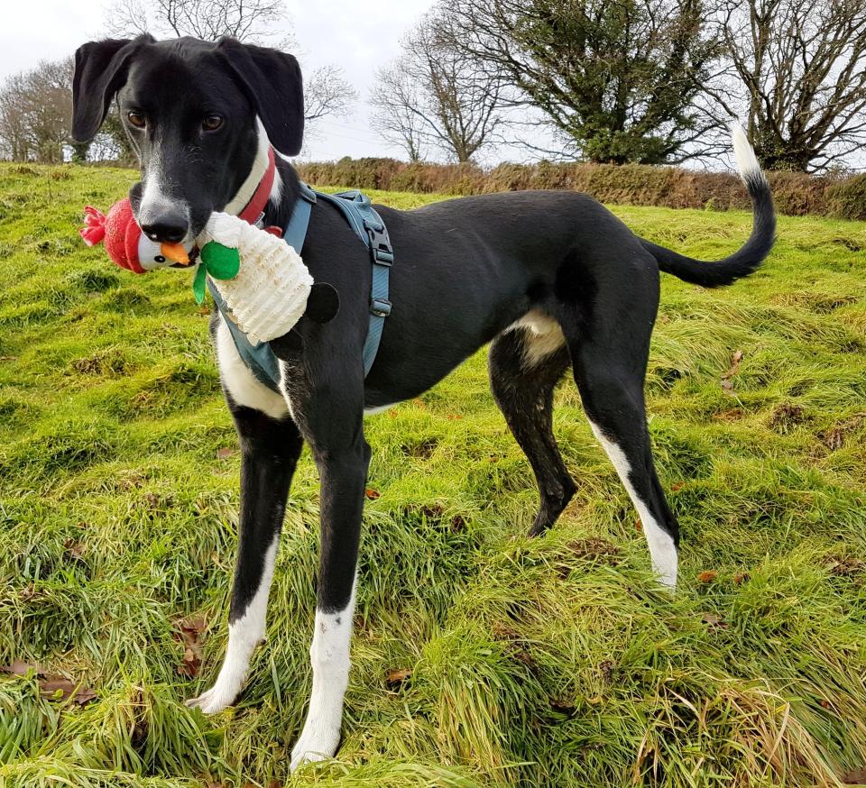  A lurcher called Hector has been branded the 'loneliest dog in Britain' after spending more than 500 days at an animal shelter