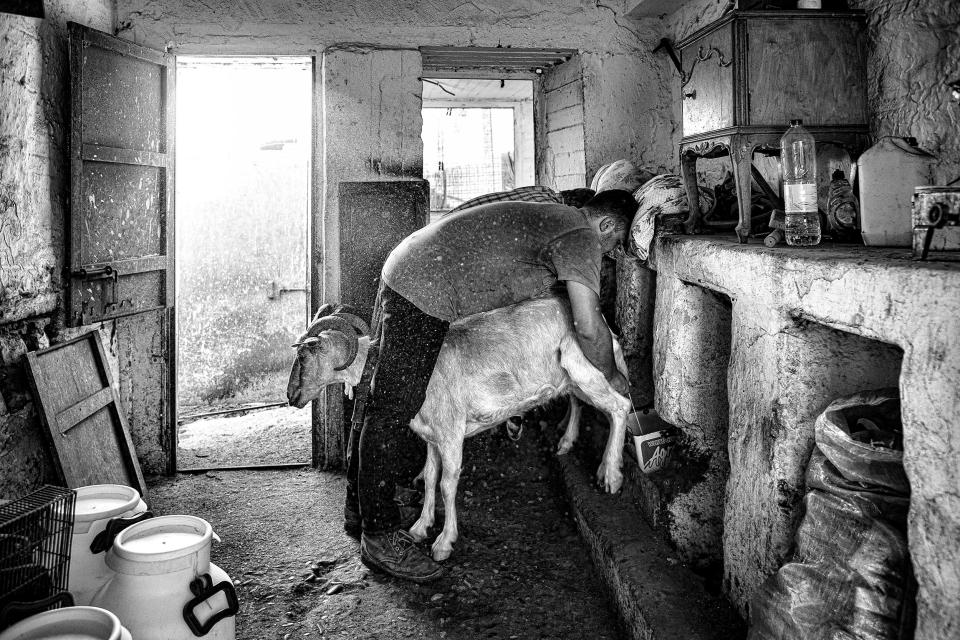 Father and Son in a traditional goat milking process on the small island of Greece called Astypalaia in south Aegean sea