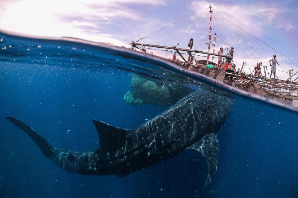 This is called the Whale Shark Encounter