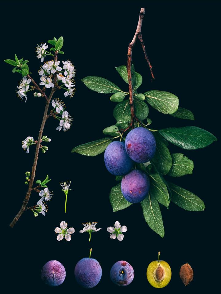 The Prunus Domestica which is more commonly known as the 'President' European Plum