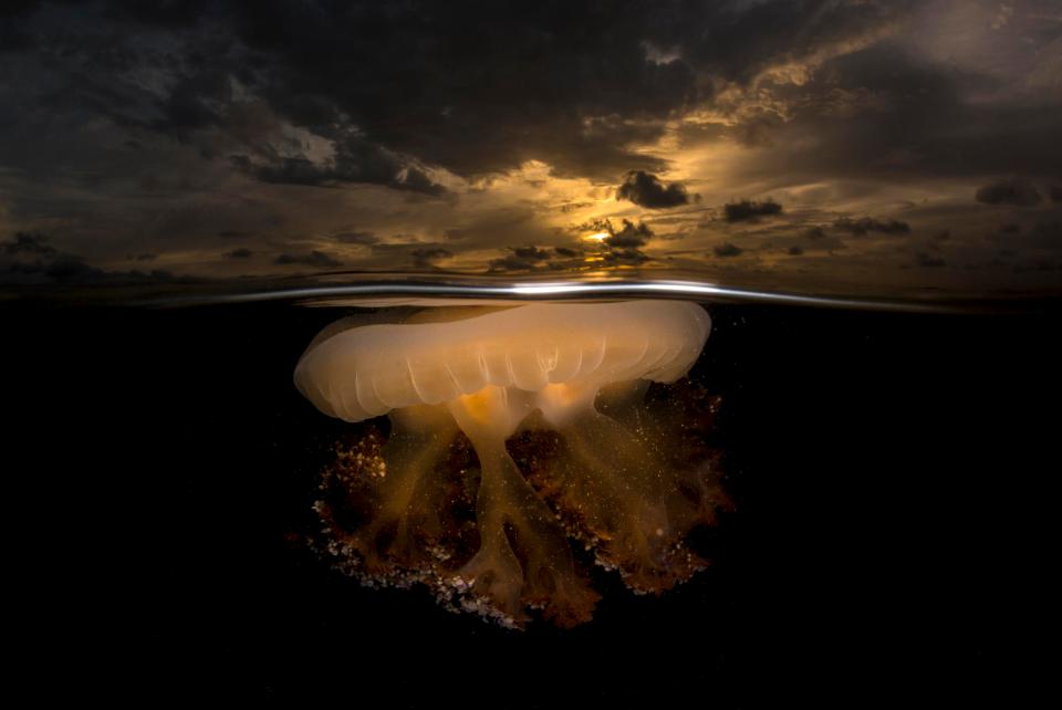 A jellyfish pulsates its umbrella right beneath the surface at the end of the blooming season in Mar Menor (Spain) coastal lagoon