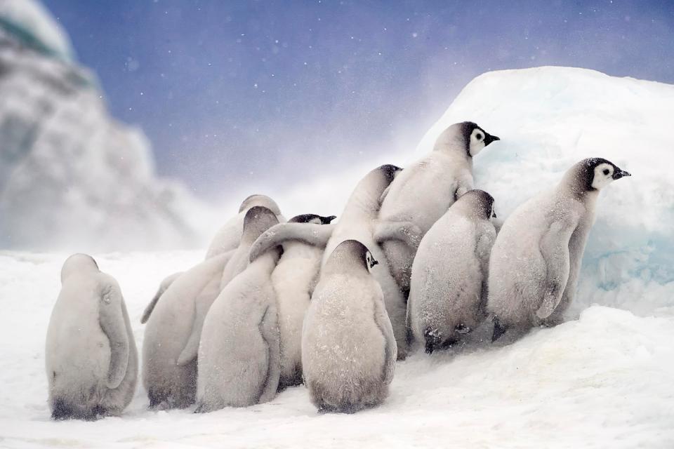 Called Huddle, it was incredibly cold, snowy, and windy day at Snow Hill in Antarctica last October