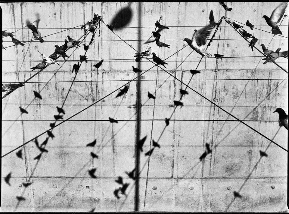 : Lights and shadows, wires and pigeons, draw a dense pattern in a river channel in Funchal, Madeira (Portugal)