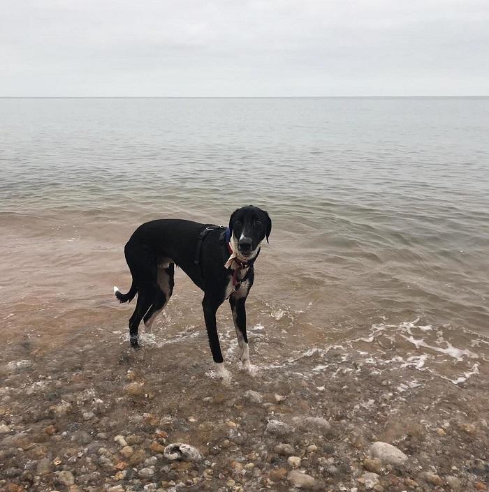  Hector loves meeting and playing with other dogs out and could live with older children, although he would be best suited to being the only pet in the home