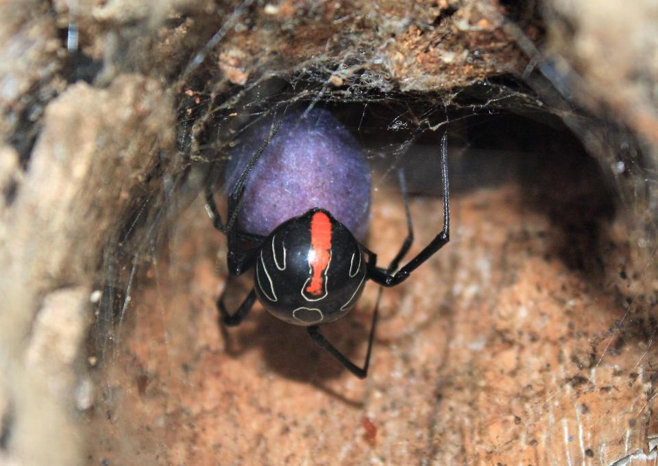  Its bite will pack the same punch as that of its famous cousin, the Black Widow