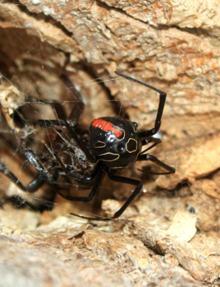  The Phinda button spider is the first widow spider to be discovered for 28 years