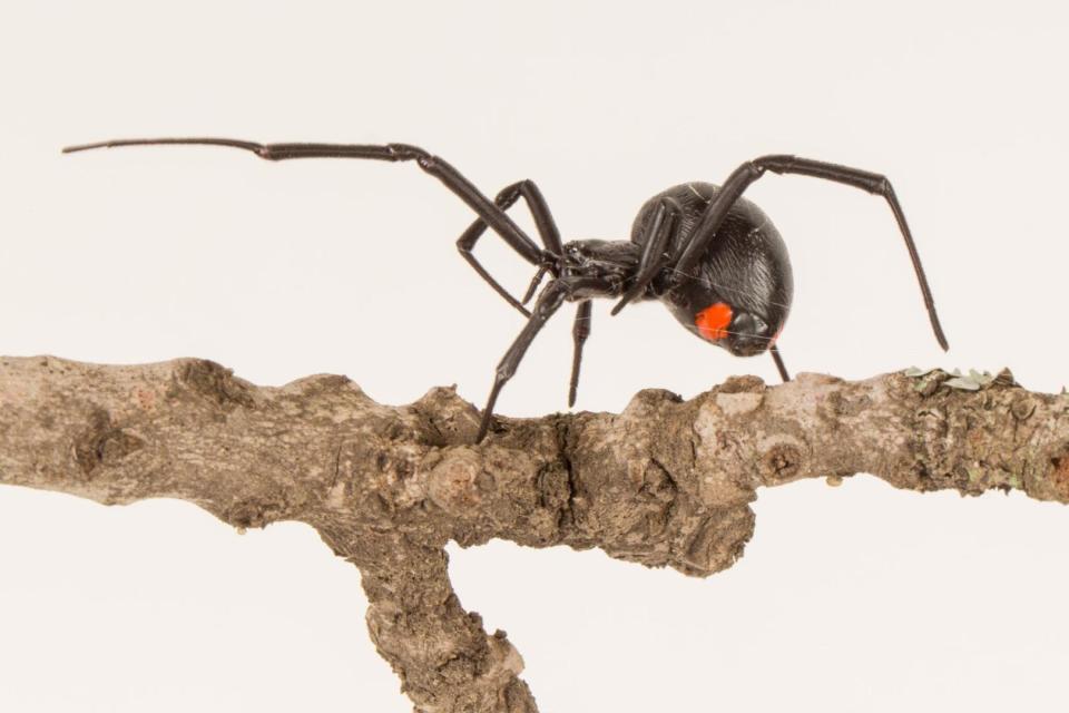  The Phinda Button Spider could be the deadliest spider in the world