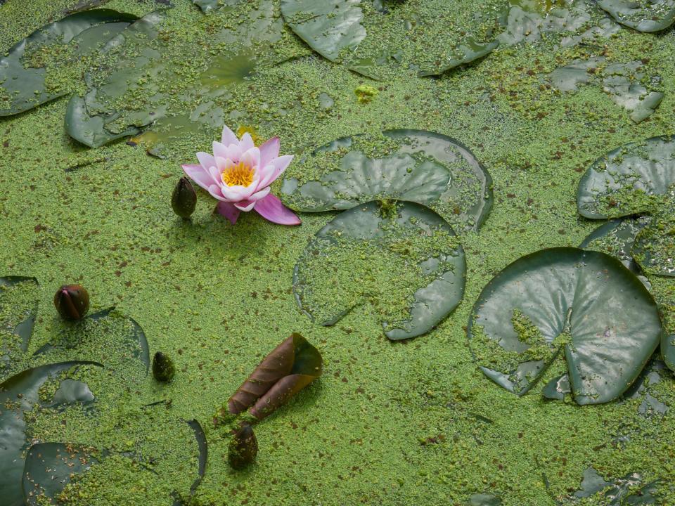  Parts of the ocean will become thick with algae as the planet heats up (stock)