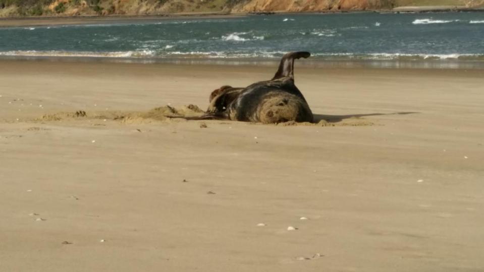  The USB stick also contained this image of a seal flapping on a beach