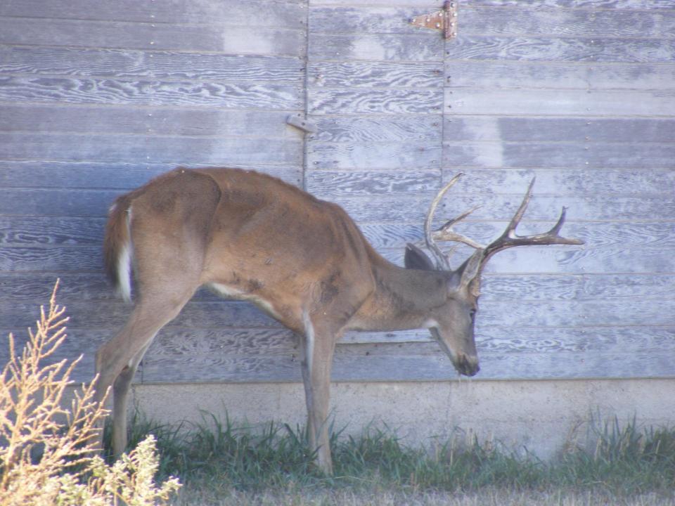  An infected deer - The horror disease attacks the brain, spinal cord and other tissues and causes the animal to waste away