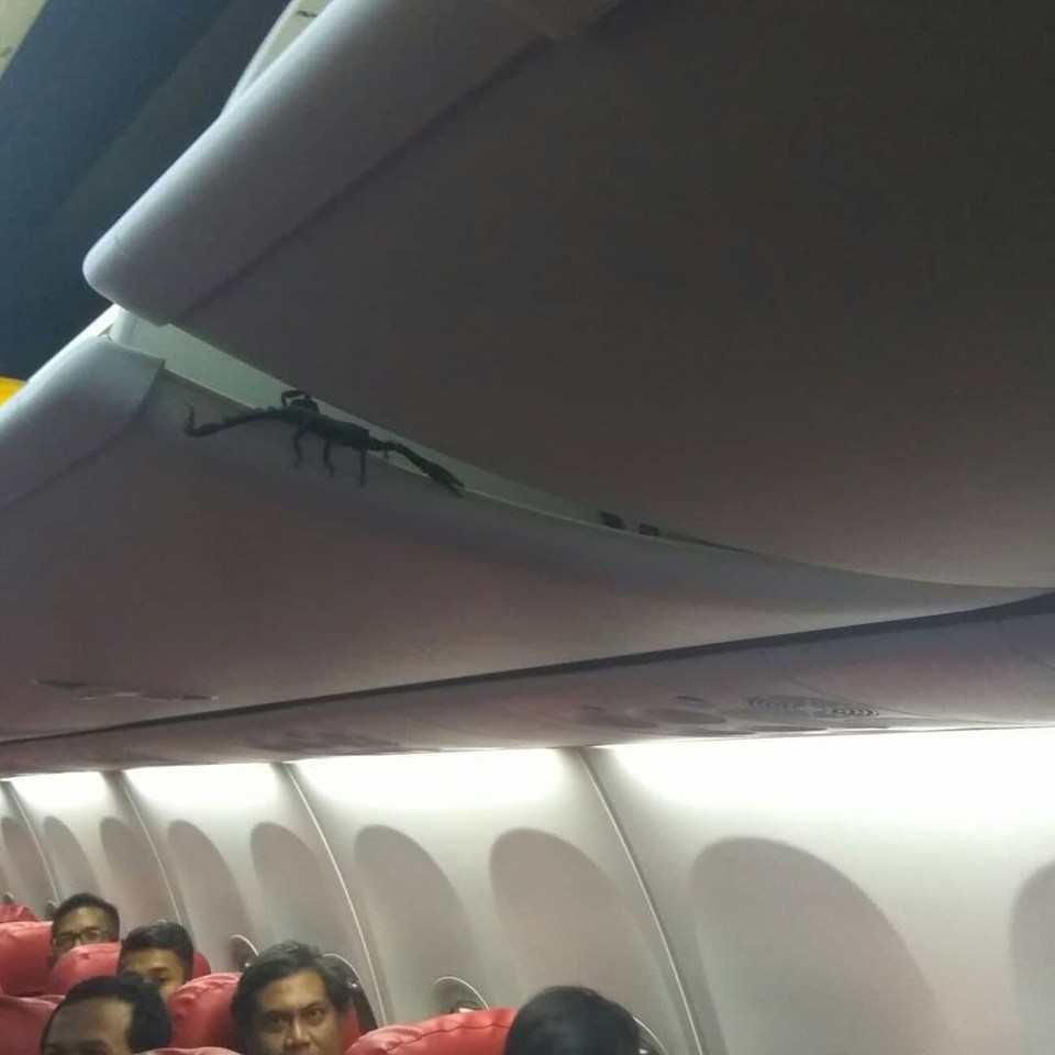  An image shows the scorpion perched precariously over passengers' heads