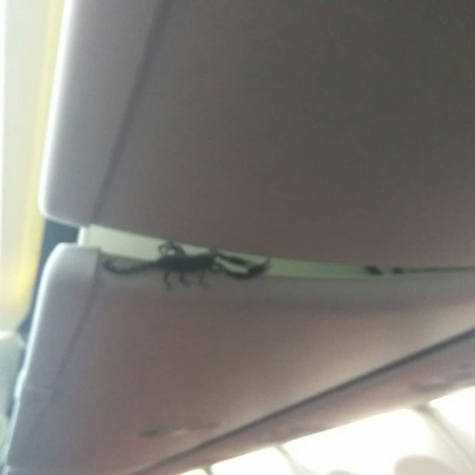  The scorpion crept back into a luggage compartment and disappeared