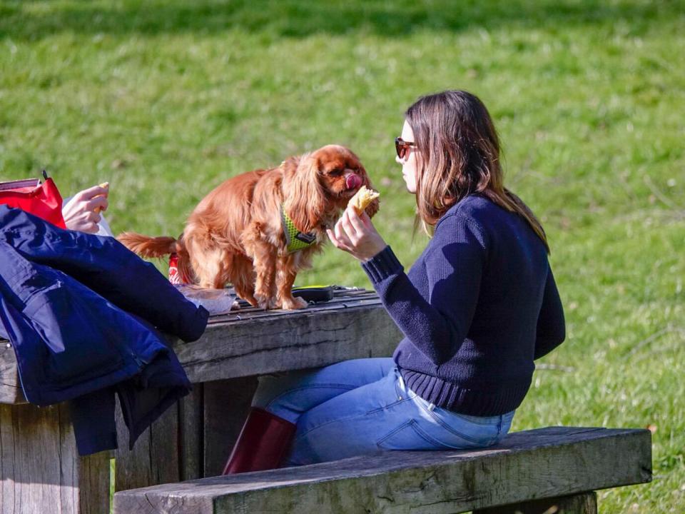  A couple and a dog enjoy a picnic in the sunshine in Guildford, Surrey