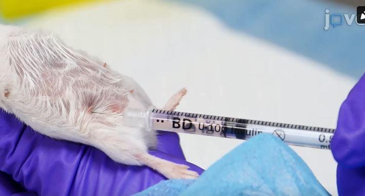 Humanised mice were infected with coronaviruses