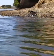  Video footage from the mystery nature enthusiast shows seals frolicking around in the shallows