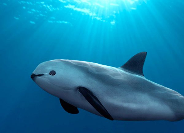  This cute porpoise is the rarest marine mammal in the world