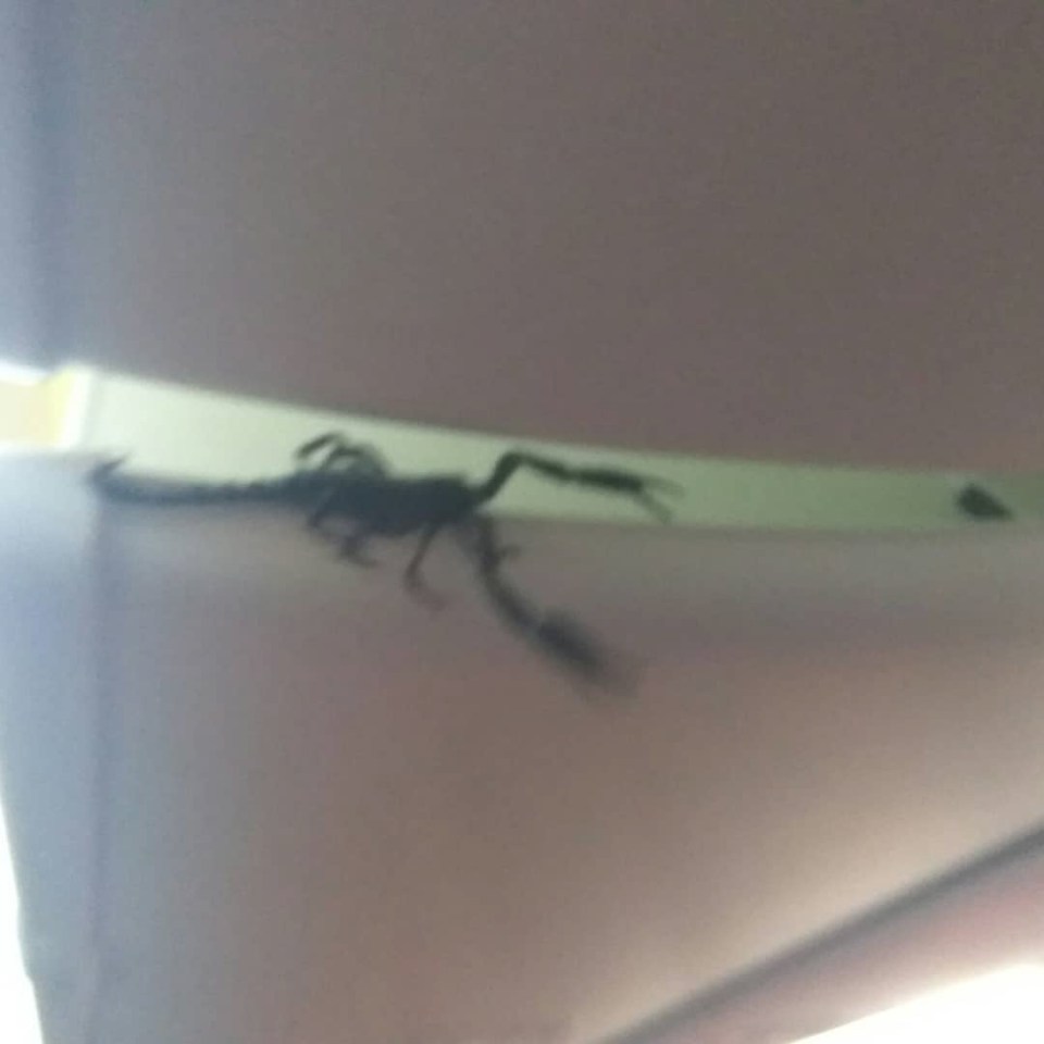  Last month this 12-inch scorpion was spotted on a Lion Air flight in Indonesia