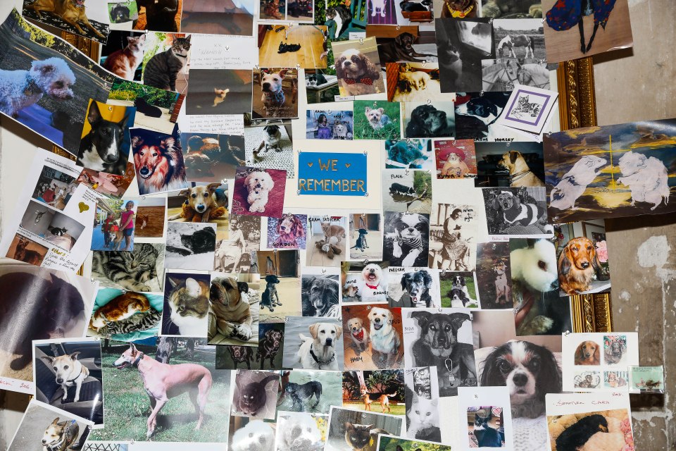  The wall of pet pictures of the animals being remembered