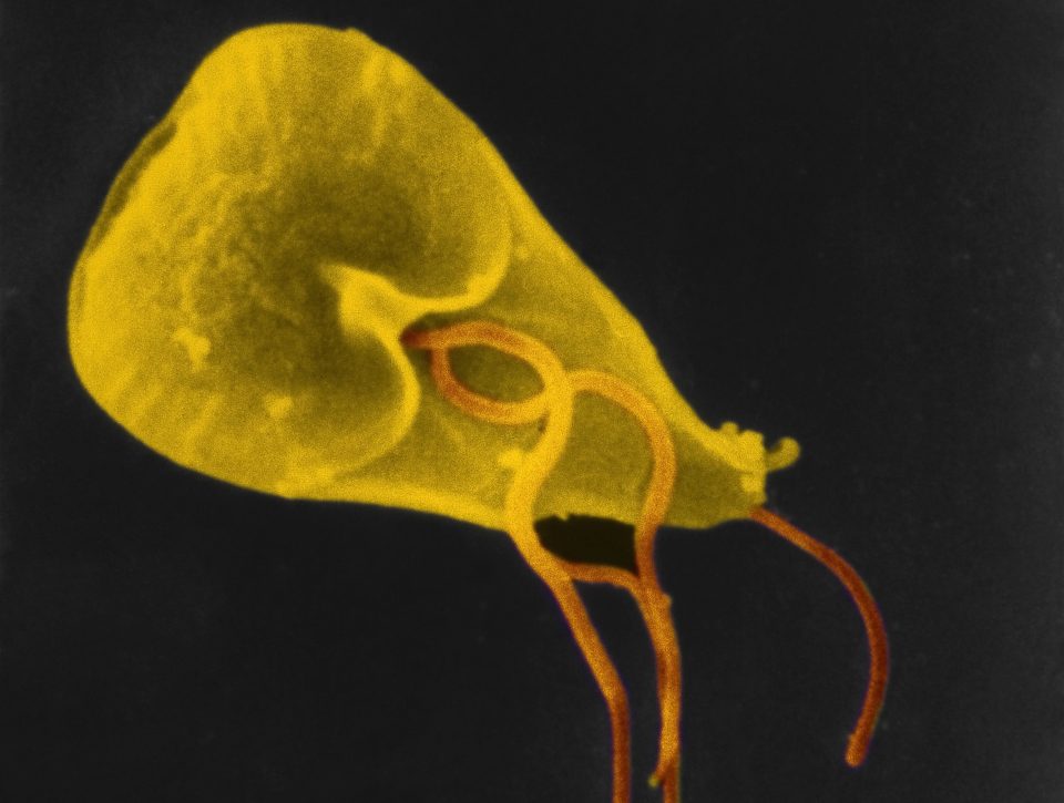  Giardia is also a common parasite which can cause stomach problems and diarrhoea