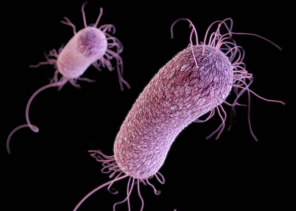  Pseudomonas aeruginosa can also be found in dirty swimming pools