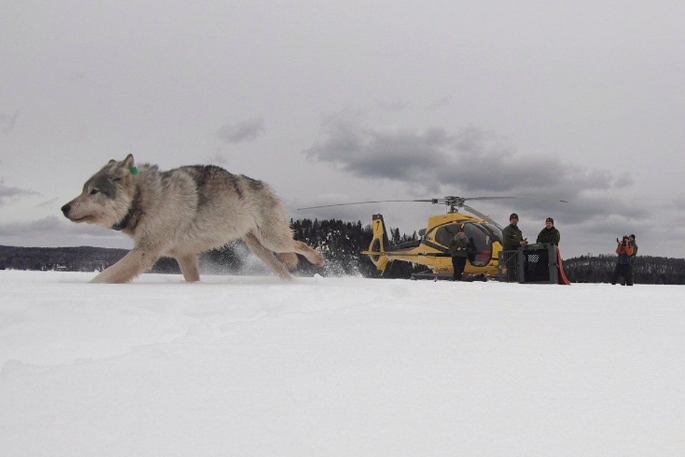  A grey wolf runs free in its new home in the US after being helicoptered from Canada