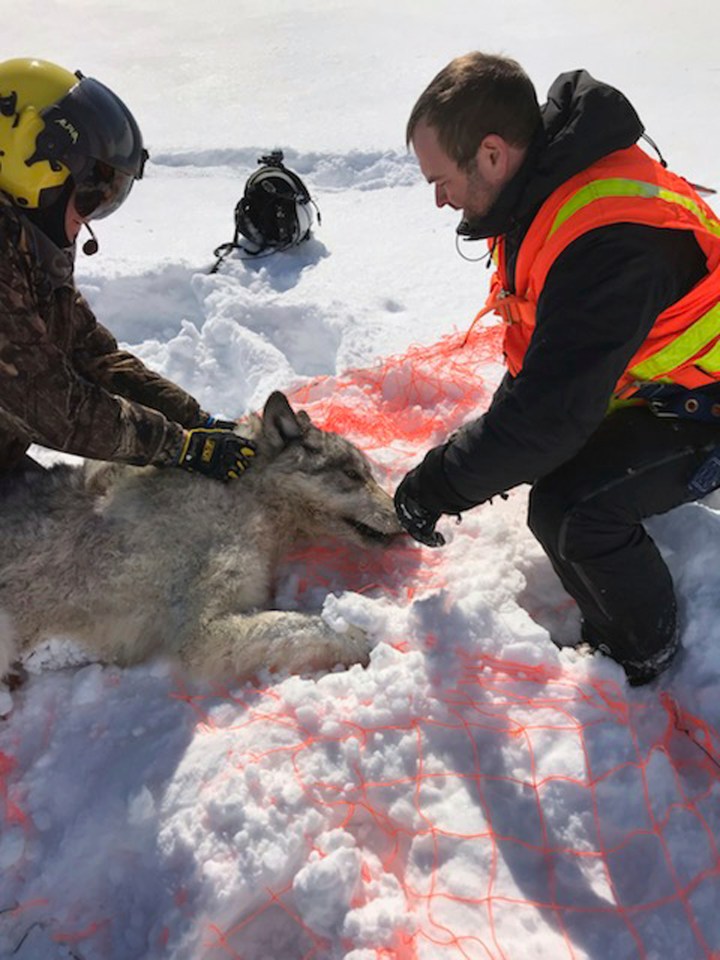  One of the wolves is caught in a net and sedated in Ontario