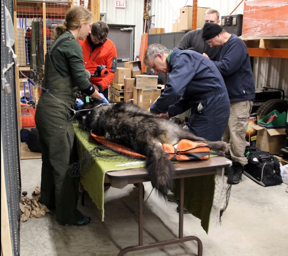  Vets checked it over before it was transported to Isle Royale