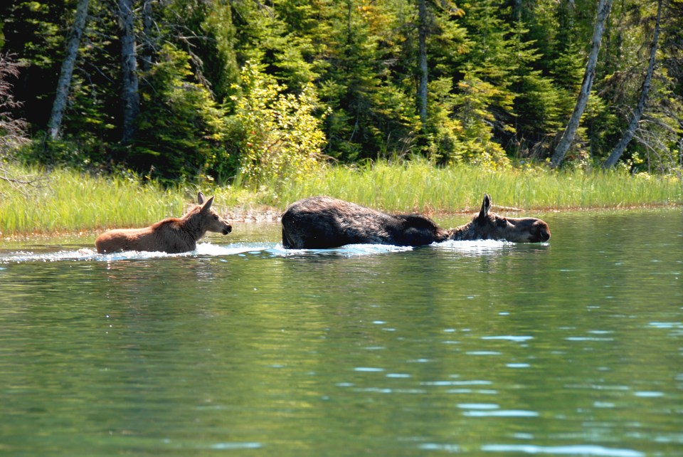  It has been overrun by 1,500 moose after the wolf population dwindled through inbreeding (file picture)