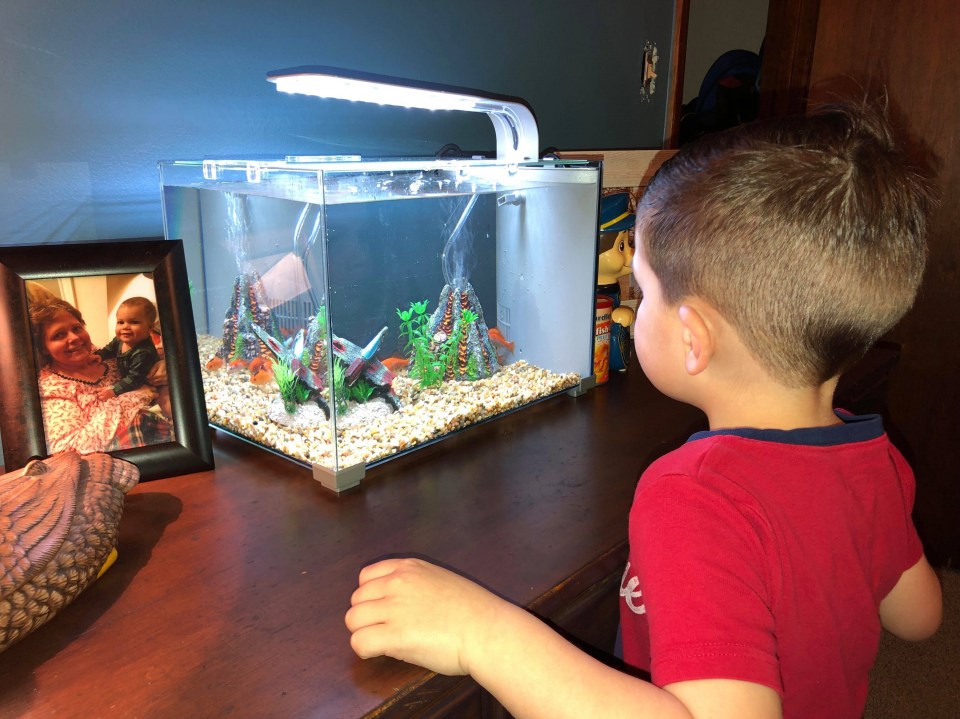  Everett is fascinated by the fish tank in his bedroom