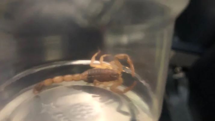  This four-inch scorpion stung a passenger and was captured after the plane landed