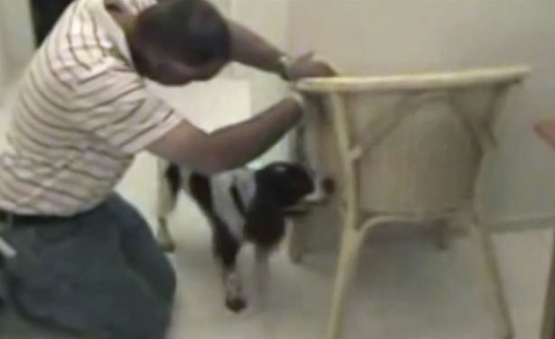  Eddie the sniffer dog investigates a chair inside the apartment where the McCann's stayed