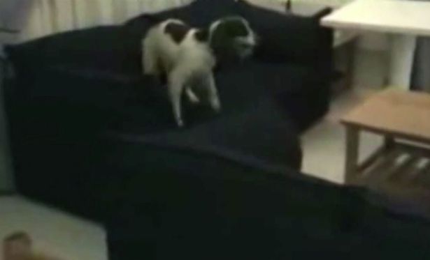  Footage shows Eddie jumping up on the sofa for a sniff