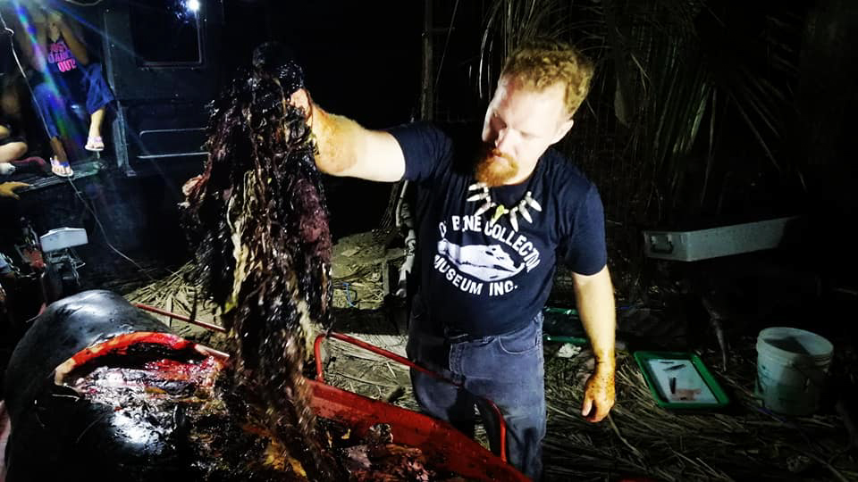  Marine biologists performed an autopsy on the animal to remove the vast amounts of plastic