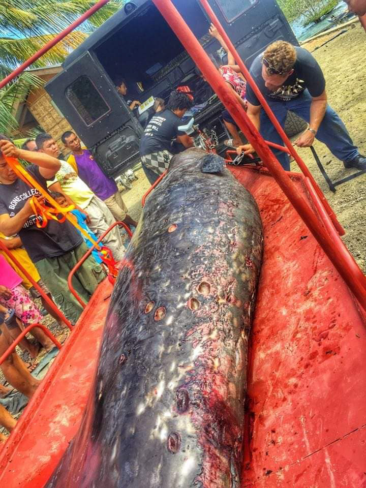  This whale washed up on the shore of a Philippine island after dying of 'gastric shock'