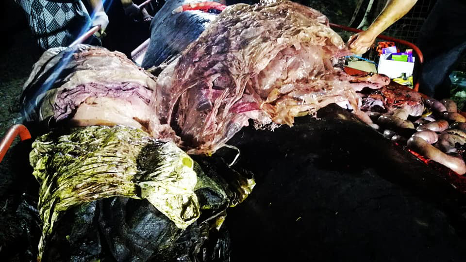  Gruesome images show what they pulled out of the whale's stomach