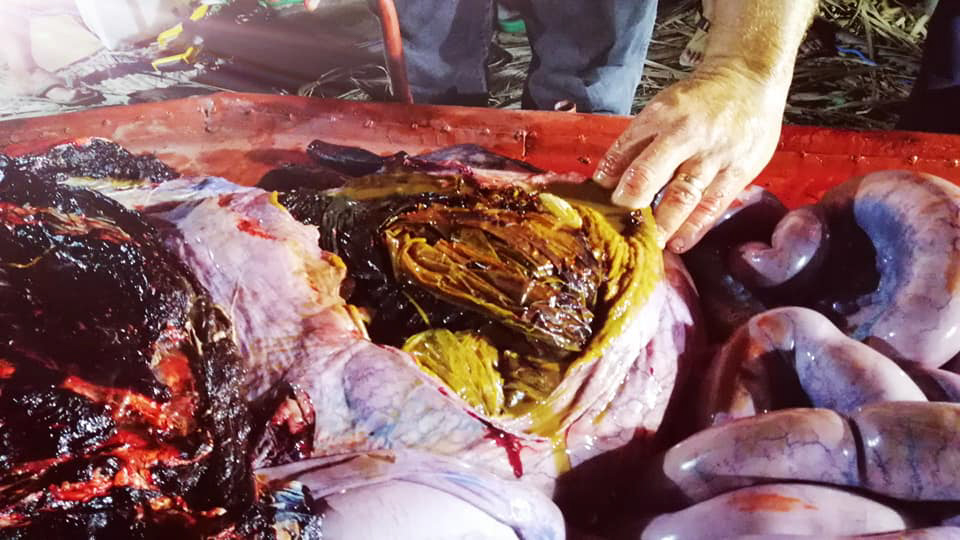  The poor creature died of gastric shock due to the amount of plastic it had ingested