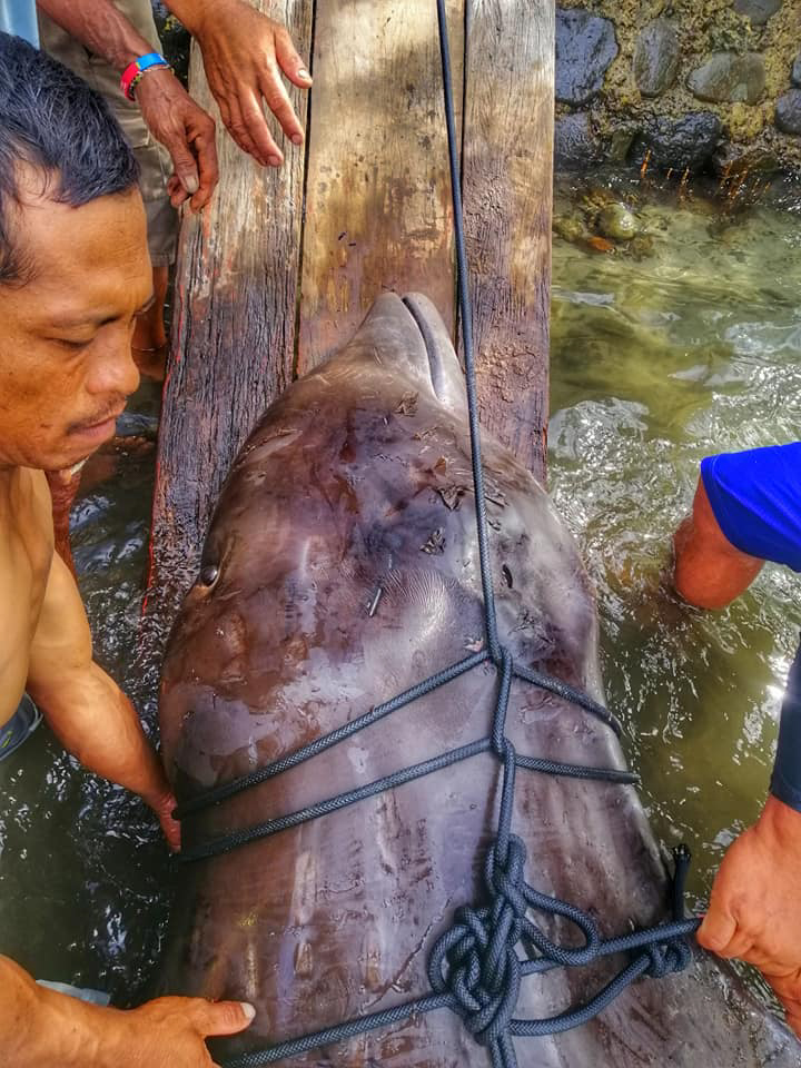  The whale was pulled out of the water to be examined by marine biologists