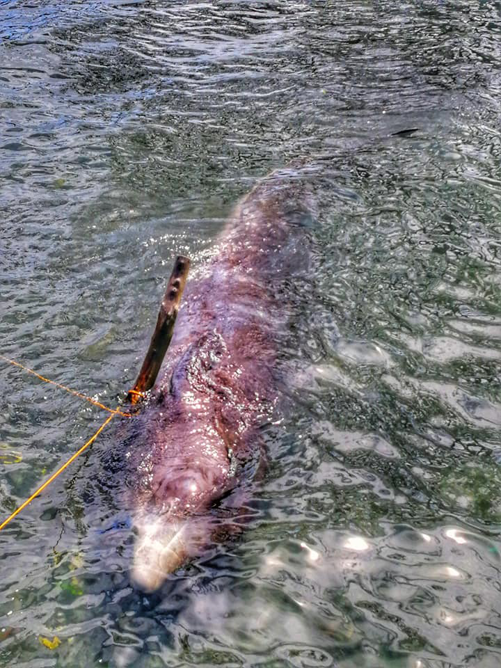  The whale appeared 'barely alive' when it was first found