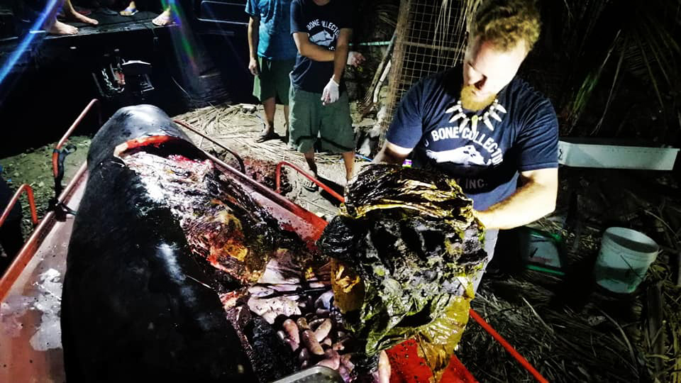  The team hauled huge amounts of plastic bags and other items from the guts of the whale