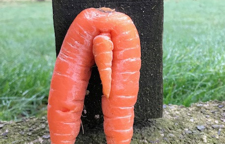 Hilarious pictures show the carrot's impressive 'package'