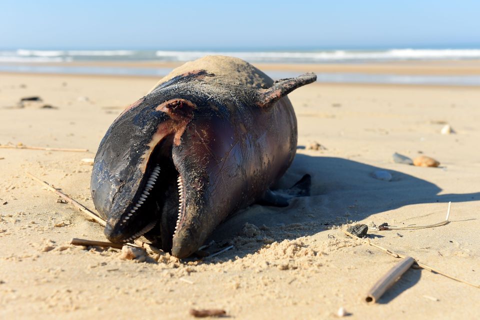  A dead dolphin lies on a beach near Lacanau, southwestern France, on March 22