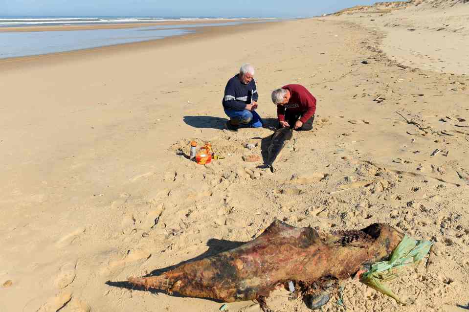  Volunteers of the Pelagis Obsevatory examine a young dolphin near an old older corpse on the same beach near Lacanau